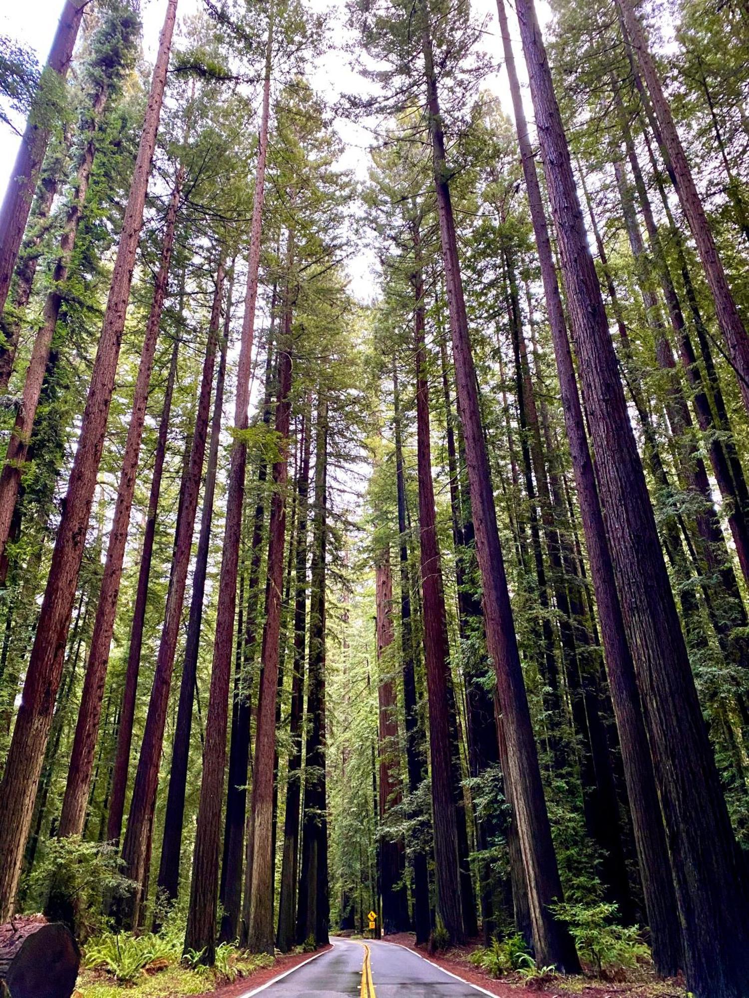 Avenue Of The Giants Caraway Cottage Miranda Esterno foto