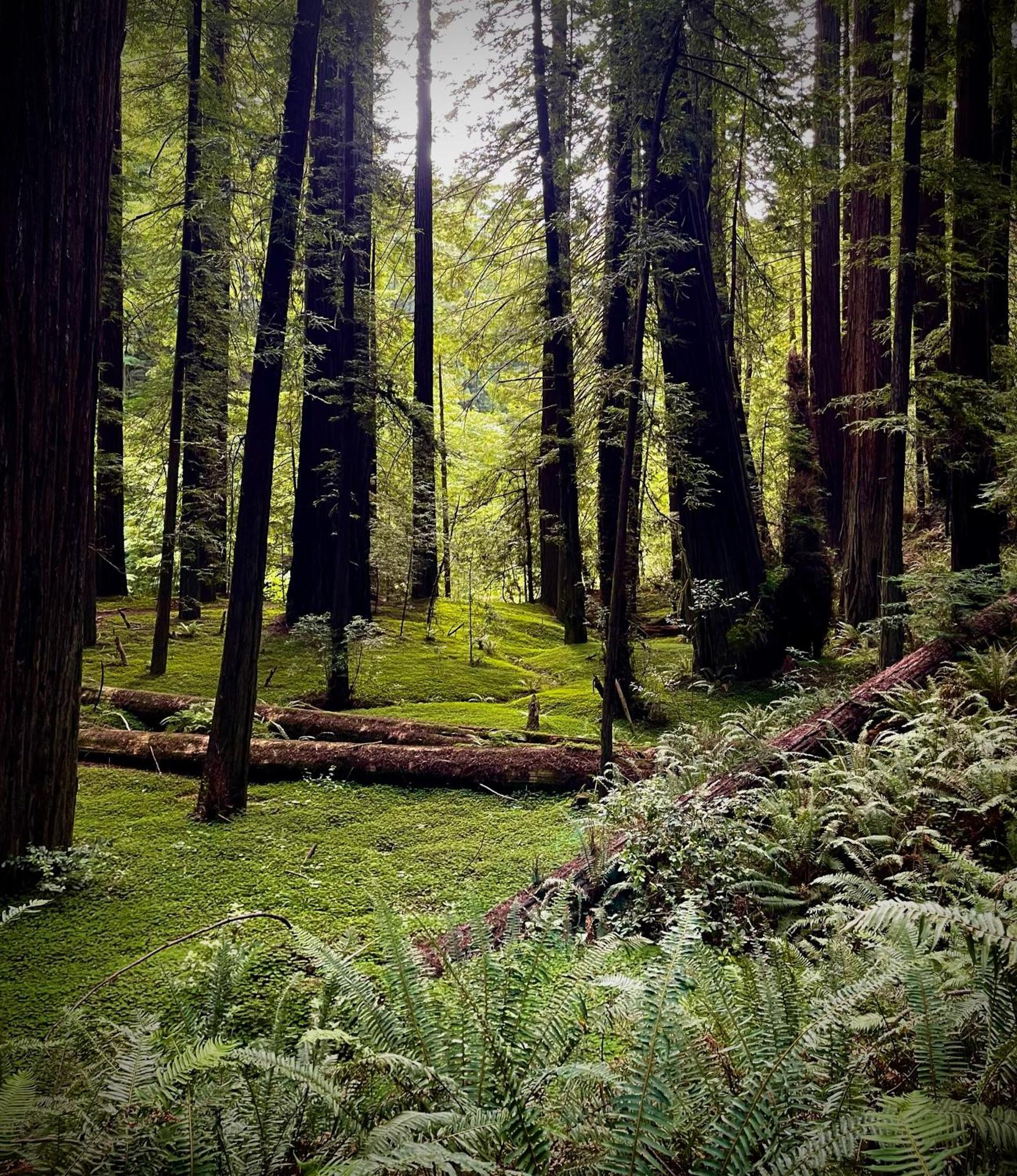 Avenue Of The Giants Caraway Cottage Miranda Esterno foto
