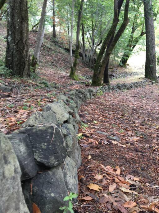 Avenue Of The Giants Caraway Cottage Miranda Esterno foto