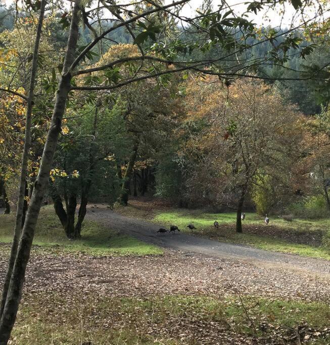 Avenue Of The Giants Caraway Cottage Miranda Esterno foto